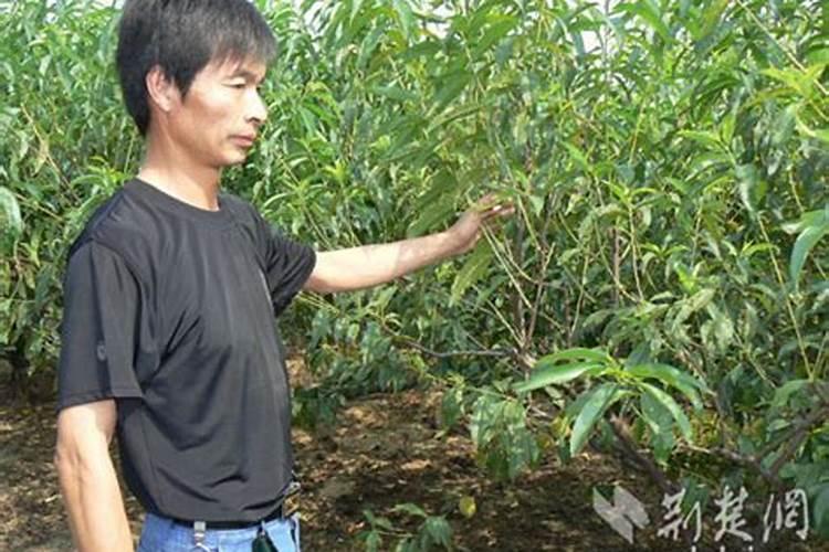 葡萄谢花后施什么肥好