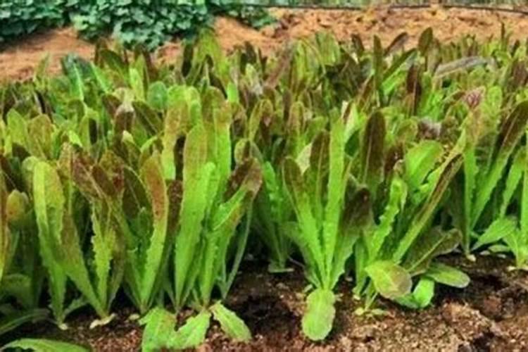 莴笋大规模种植用什么肥料才能长得又粗又壮？