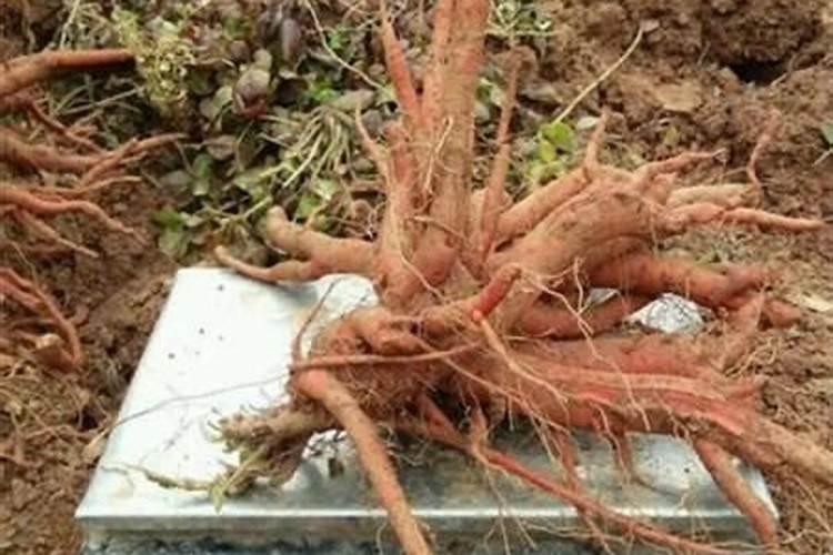 种植中药材施什么肥料好？