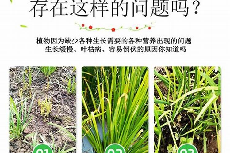 种植韭菜、葱和蒜忌用哪些肥料？会产生什么后果？