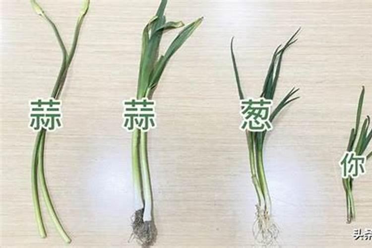 冬季大棚种植韭菜的时候,该如何防治灰霉病等常见病？
