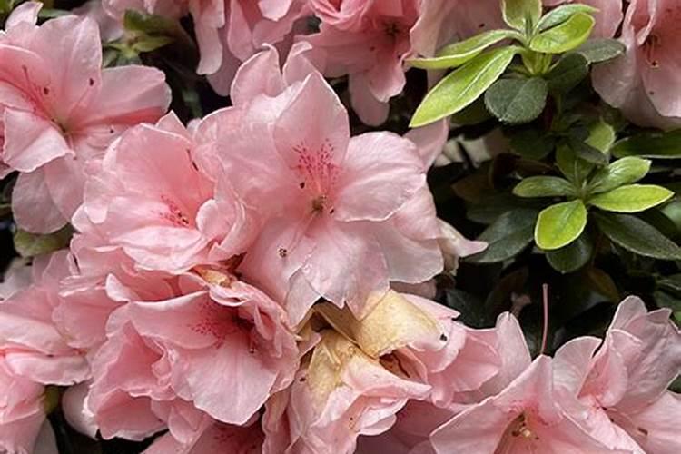 杜鹃花施什么肥最好