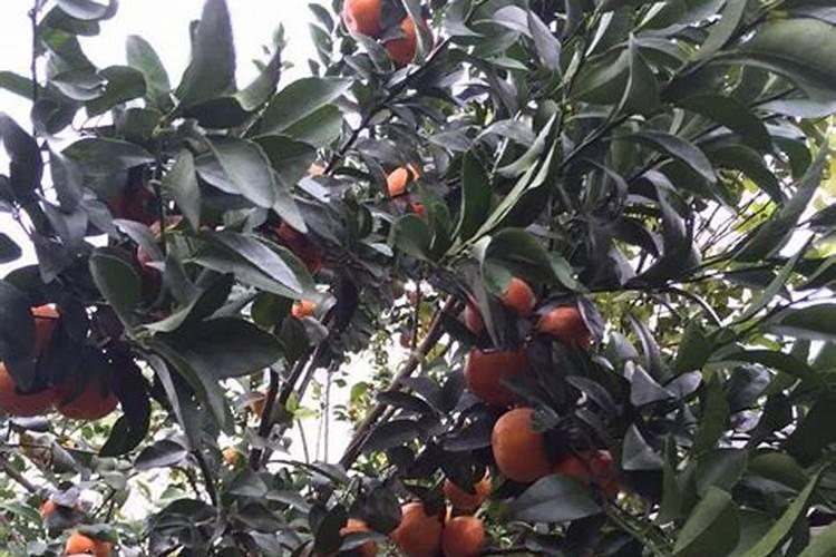 砂糖橘幼果喷什么叶面肥果实长的