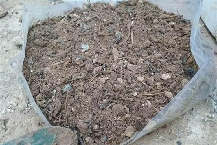 在家里面想种点蔬菜,可是没有农家肥、有谁知道用什么东西可以代替肥料...