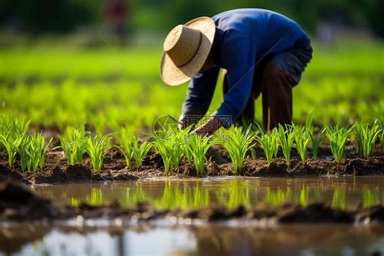 灌浆期小麦怎么样管理才能高产？