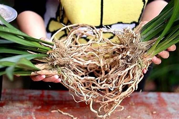 米兰花僵苗怎么补救？