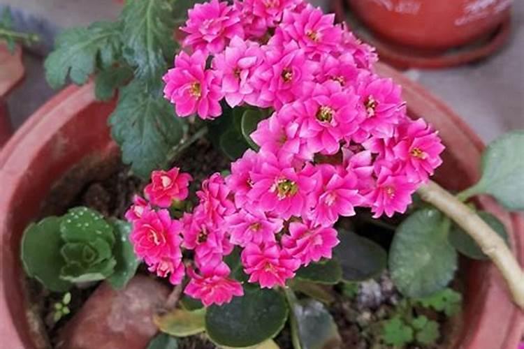 长寿花为什么不开花 不开花原因及解决方法