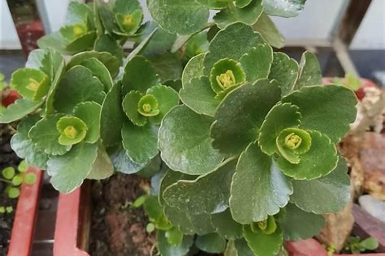 长寿花施肥方法,施肥过多的症状