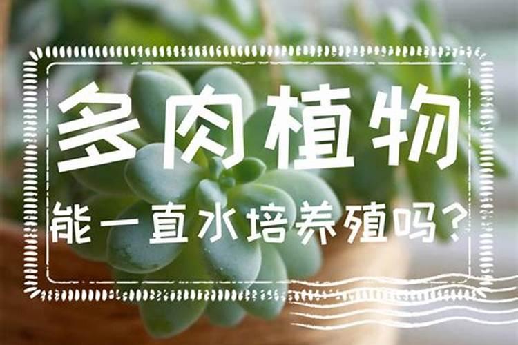 多肉植物施肥方法是什么 有哪些注意事项