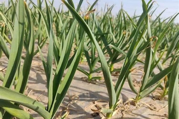 大蒜种植用什么肥料最好