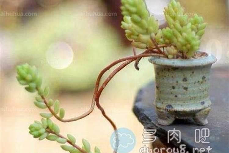 多肉植物需要什么肥料 施肥的方法是什么