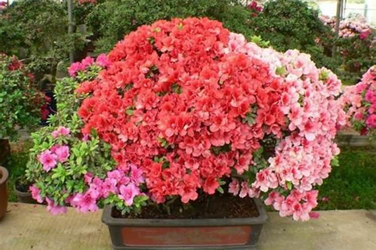 杜鹃花怎样浇水施肥