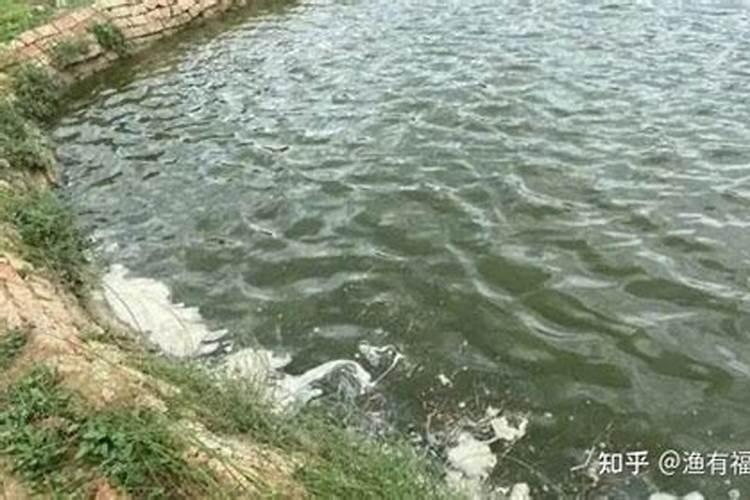 池塘水发黑快速处理方法 都有什么办法可以解决