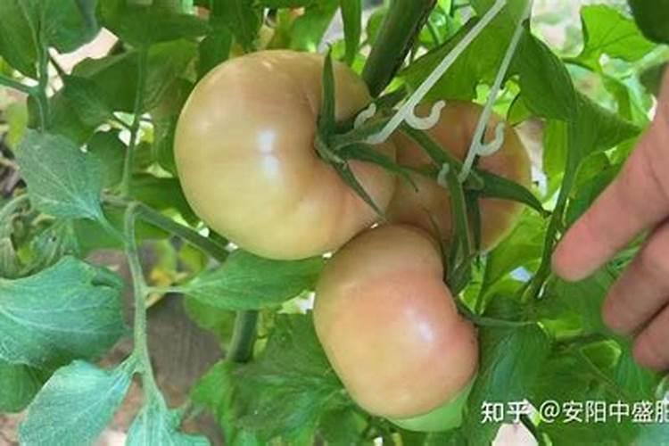 白芍可用哪些肥料
