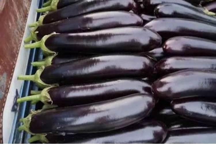 茄子种植怎么进行无土栽培？