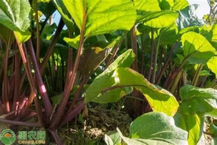 红菜苔种植时间和方法