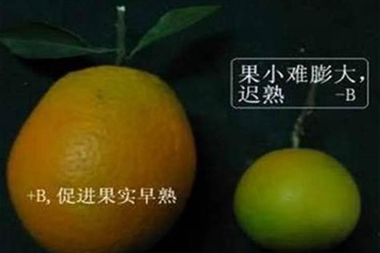 什么样的叶面肥补硼补钙效果好,能解决硼钙拮抗问题？