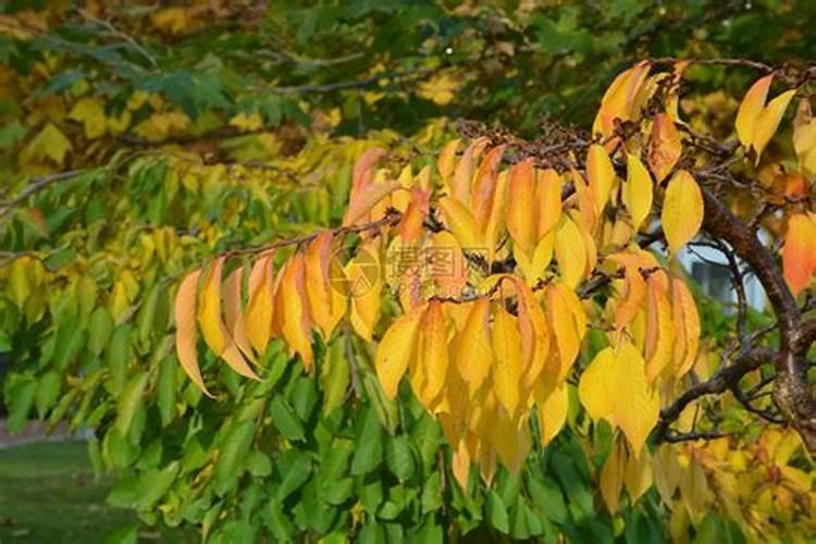 栀子花6种常见黄叶问题,教你一一破解