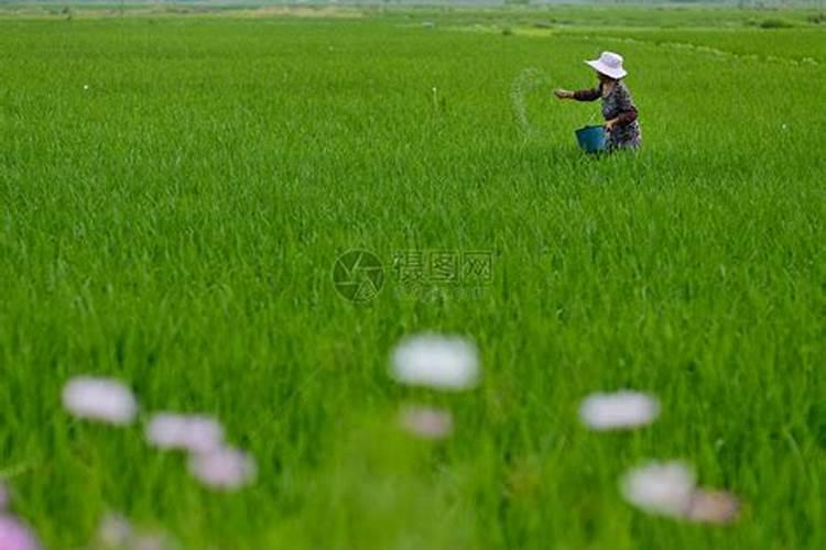 麒麟西瓜种植管理方法