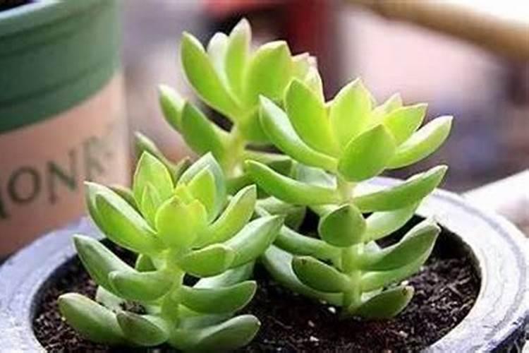 多肉植物施什么肥好