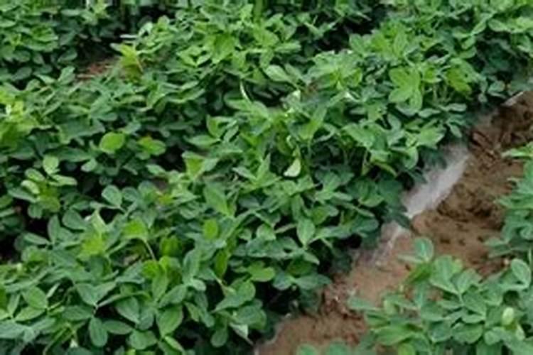 花生肥料最佳配方复合肥