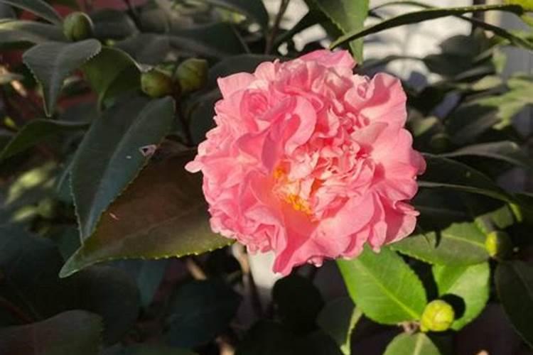 茶花夏天可以施肥吗
