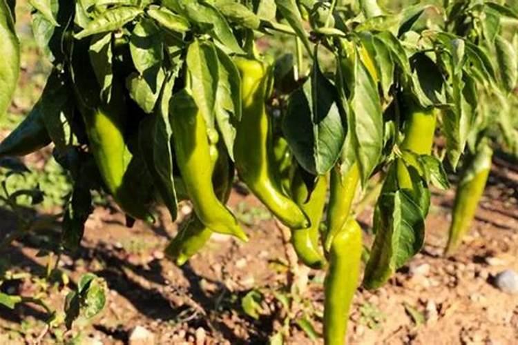 青椒用什么肥料最好