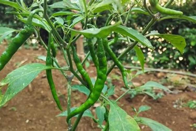 青椒种植叶面肥很关键,该怎么施肥？