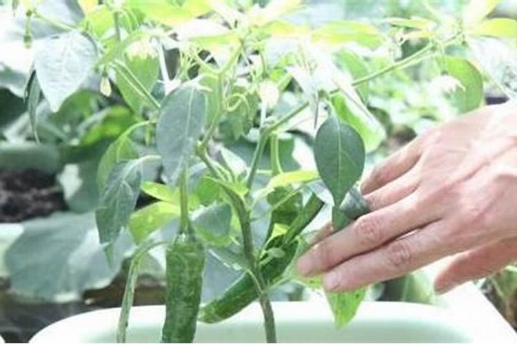 青椒种植叶面肥很关键,该怎么施肥？