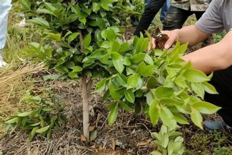 种油茶树怎样施肥？