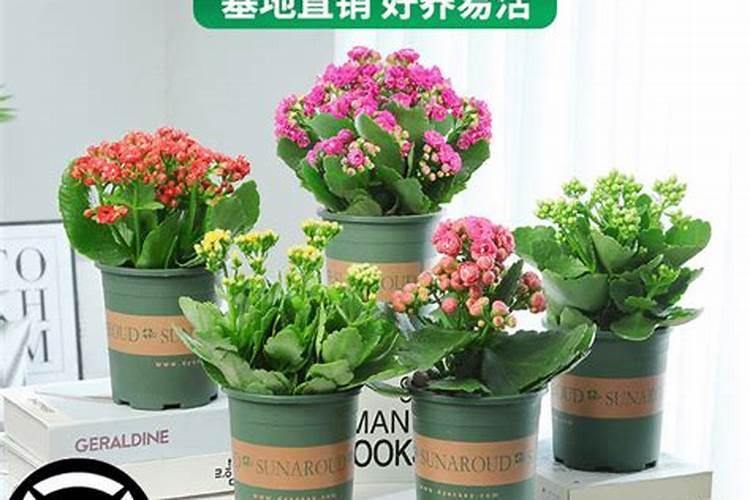 球菊适合在家里养吗