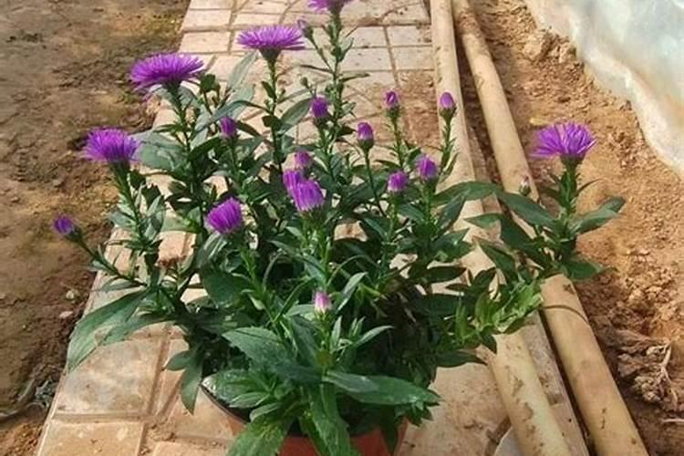 菊花喜肥吗 喜欢施什么肥料
