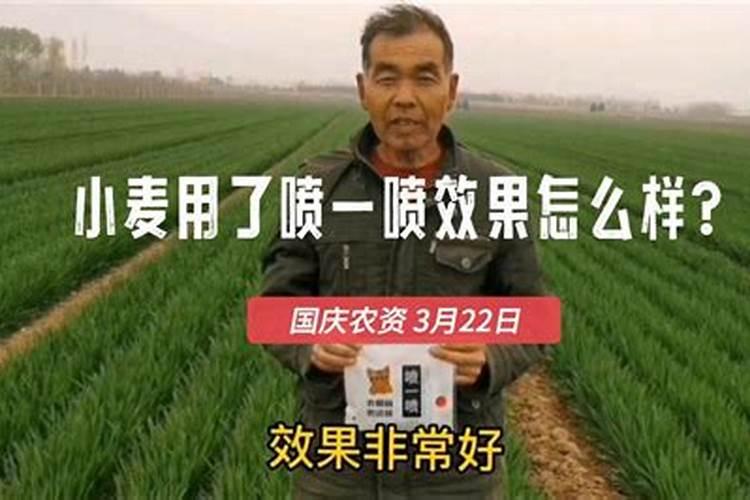 氮肥对小麦有哪些作用？