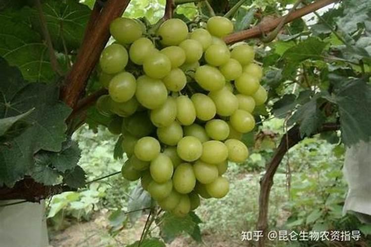 葡萄什么时候施肥最好,怎样施肥产量高？