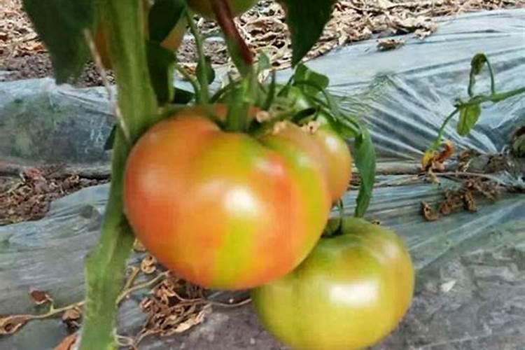 番茄花脸果发生的原因是什么 导致番茄出现黄斑现象