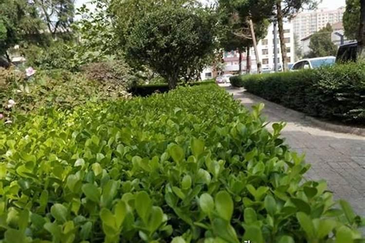 发财树灌木怎么养才长得好 发财树灌木怎么养才长得茂盛