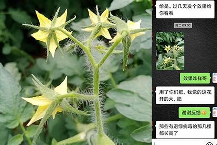 西红柿开花了可以灌生根壮苗的肥料吗？你怎么看？