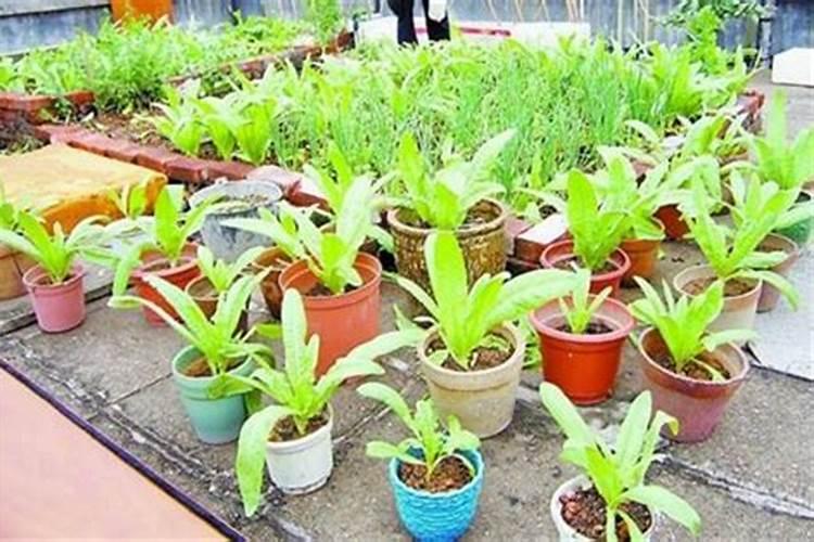 腐烂的菜叶可以当肥料吗？