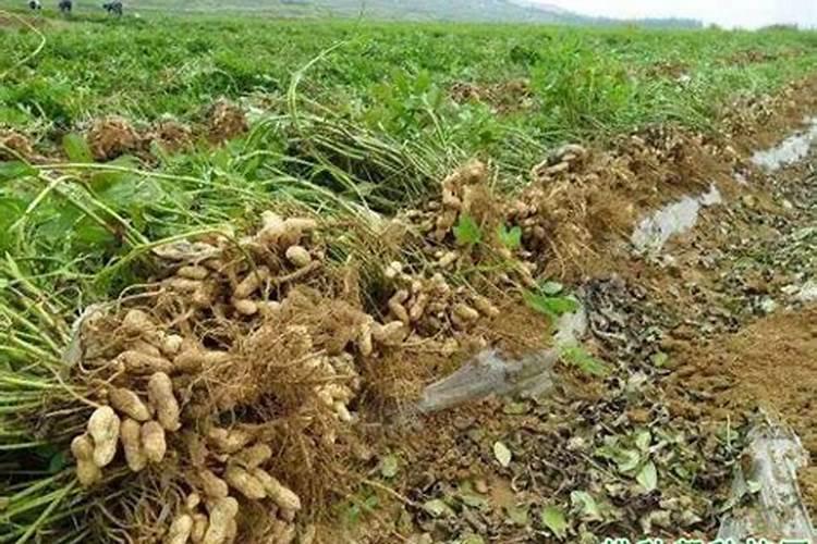 种花生用什么肥料好 该怎么种植