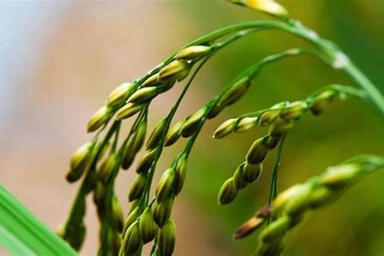 什么是鱼蛋白肥料,鱼蛋白肥料作用及使用方法
