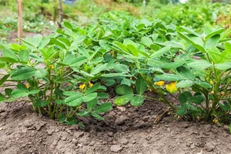 花生追肥用什么肥料最好