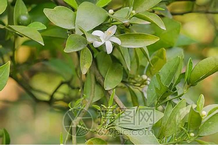 橙子树春季需要上什么肥料？