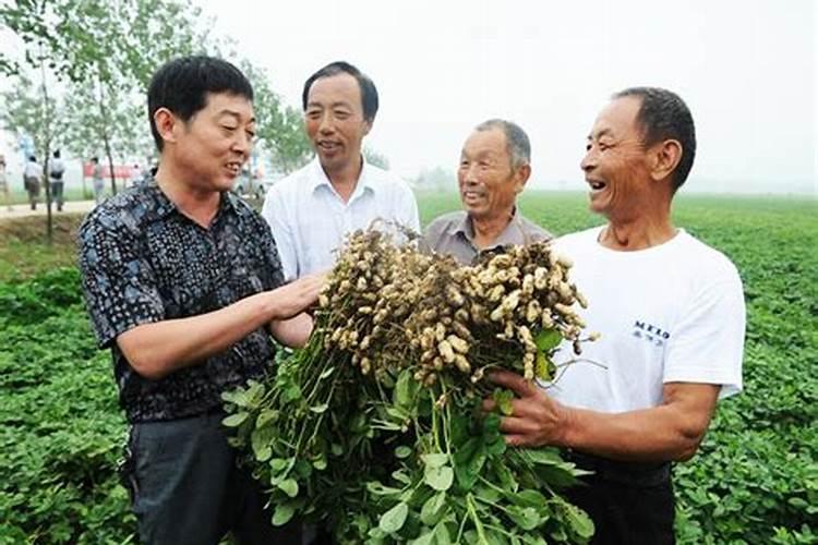 种植花生磷肥的正确方法