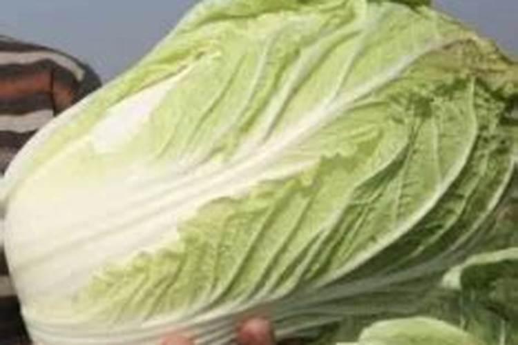 种白菜用什么肥料好