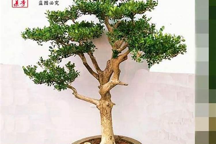 黄杨新桩施肥方法