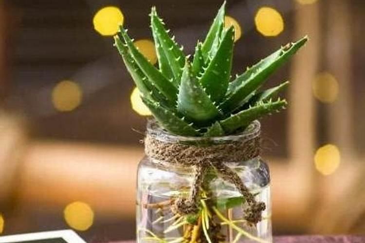 芦荟用什么肥料长得快