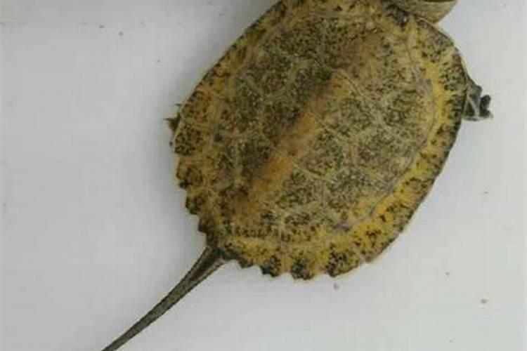 如何养越南石龟