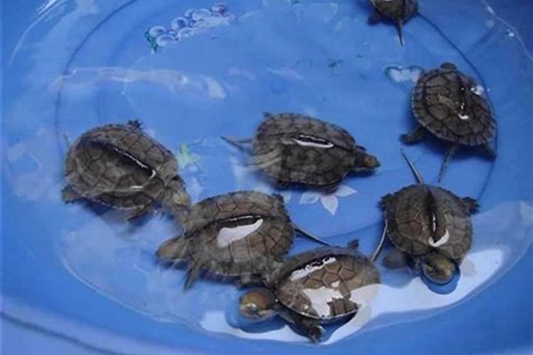 有什么方法可以让石龟快速增长