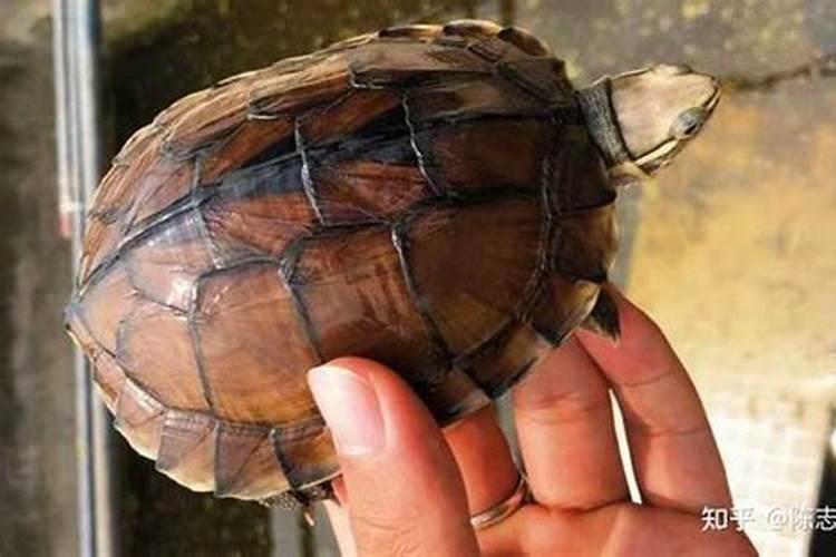 长生界558章萧晨等逃往咒界,石龟与石人一站结果如何？详细的