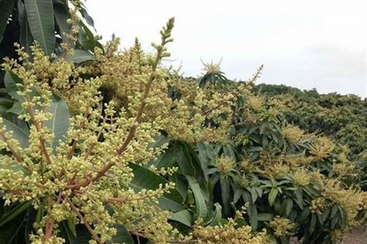 芒果开花期的管理技术是什么 花胚泡水时间久会坏死